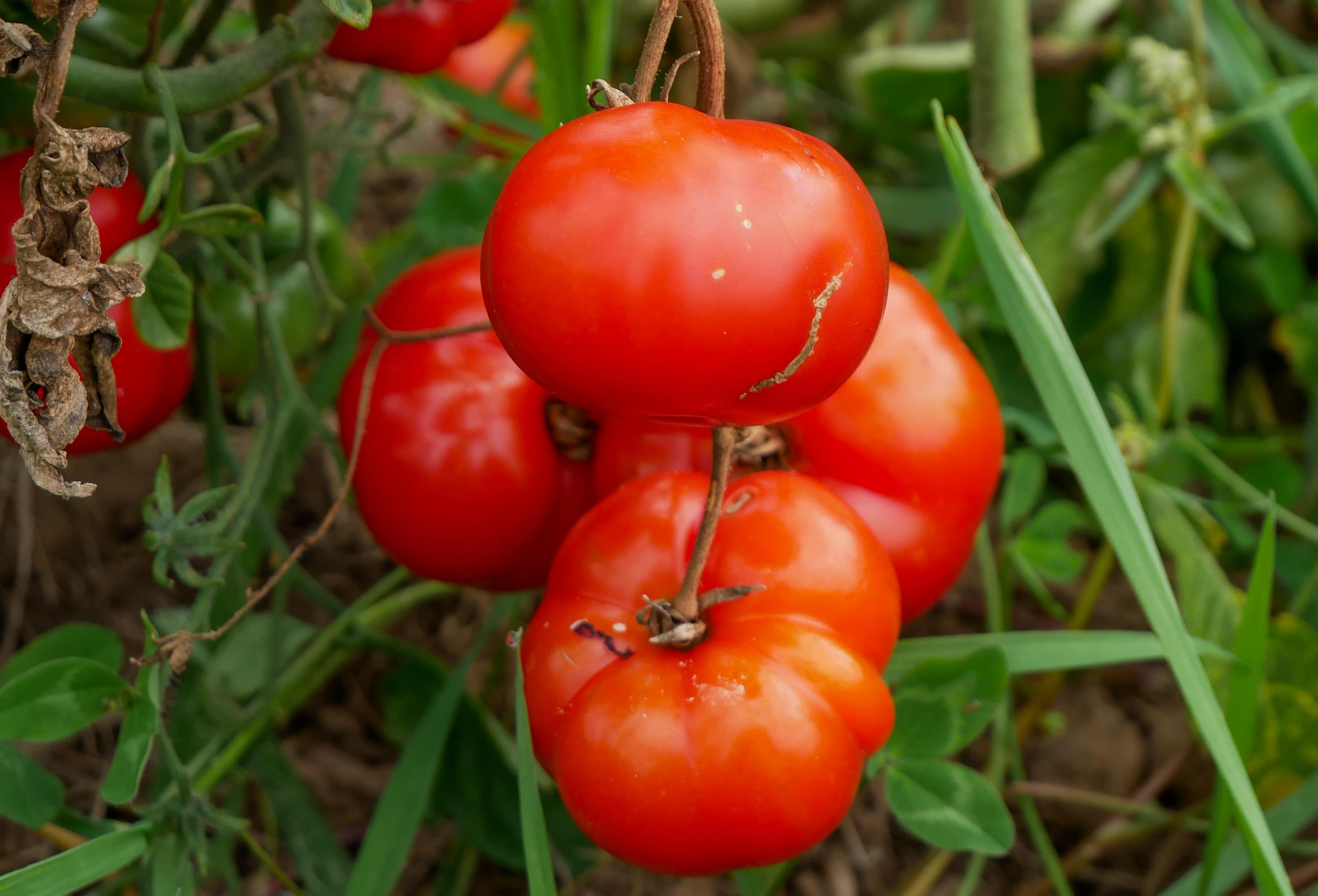 Eine Gruppe von Tomaten an einem Zweig